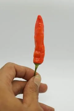 Red chili 库存照片