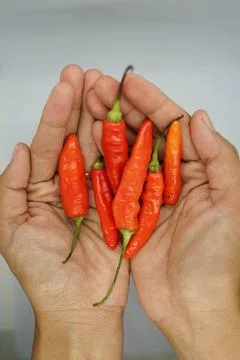 Red chili 写真素材