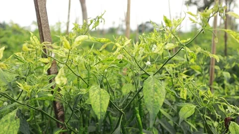 Red chili plants are attacked by wilt, Fusarium fungus Stock Footage 219225899