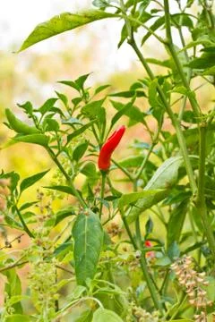 Red chili tree Stock Photos