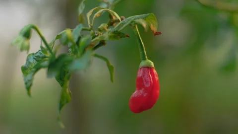 Red chilies Stock Footage 251880078