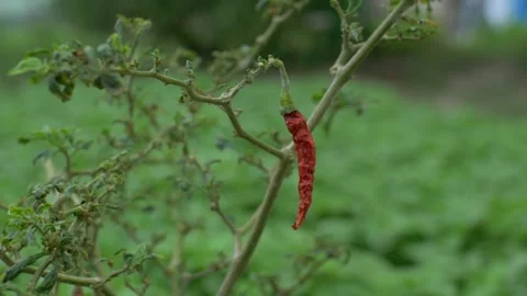 Red chilies 動画素材 252117330