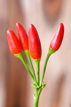 Red chilies 스톡 사진