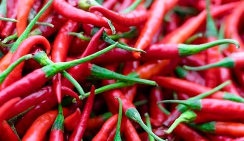 Red Chilies. Stock Photos