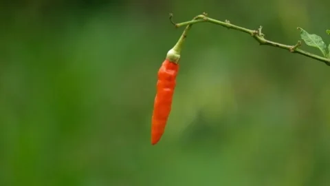 Red chilies sway in the wind Stock Footage 287282829