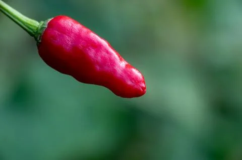 Red chilli Capsicum annuum or Capsicum frutescens is a popular spice used w.. Stock Photos