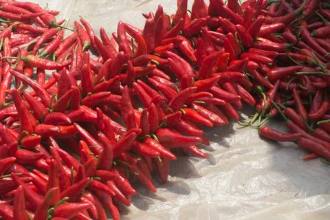 Red chilli drying outdoors under the sun. Strong taste, hot. Vietnam Stock Photos
