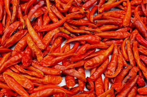 Red chilli drying Stock Photos