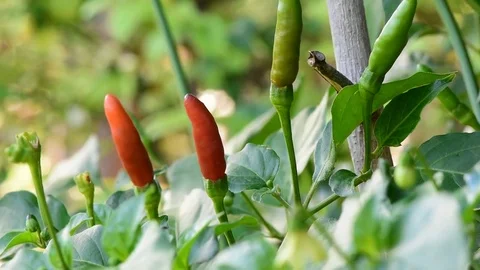 Red chilli Stock Footage 75781819