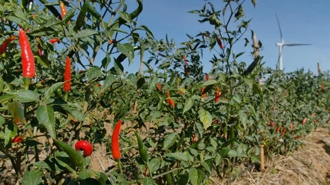 Red chilli Stock Footage 93884667