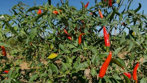 Red chilli Video stock 93884703