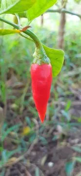 Red Chilli Fruit on Nature Background Stock Photos