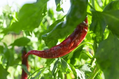 Red chilli in the garden. Close up Stock Photos