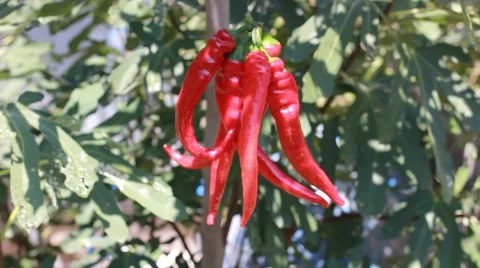 Red Chilli on a Green Background Stock Footage 41762636