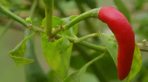Red Chilli hanging on the Plant Stock Footage 58236769