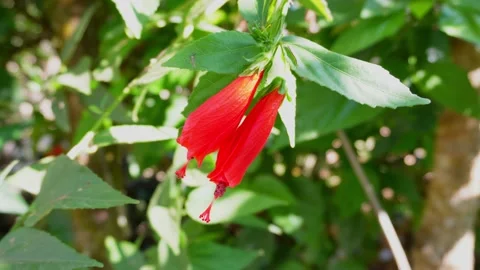 Red chilli hibiscus Stock Footage 230924334