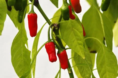 Red chilli important ingredient in the kitchen Stock Photos