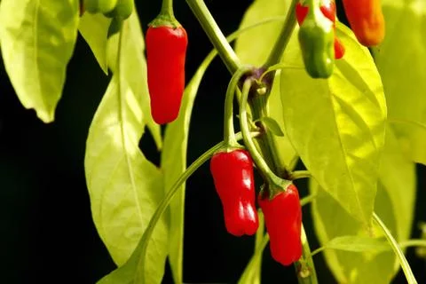 Red chilli important ingredient in the kitchen Stock Photos