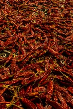 Red chilli kept in the sun get dried Stock Photos