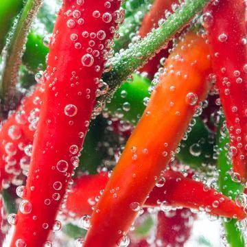Red chilli pepper closeup Stock Photos