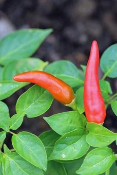 Red chilli pepper fruit in close up Stock Photos