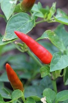 Red chilli pepper fruit in close up Stock Photos