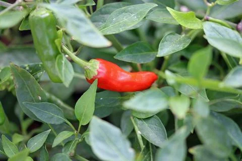 Red chilli pepper fruit in close up Stock Photos