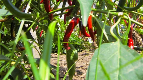 Red Chilli Pepper in Garden Vídeos de archivo 36135689