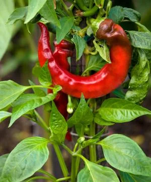 Red chilli pepper in garden 스톡 사진