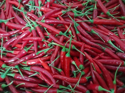 Red chilli pepper organic culinary vegetable food Stock Photos
