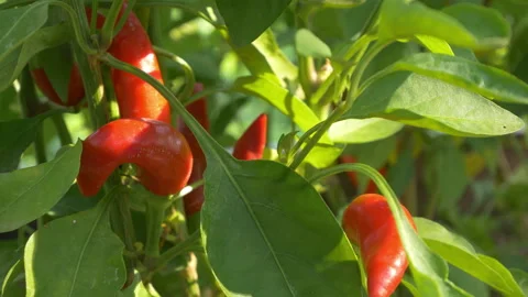 Red Chilli Pepper Paprika Stock Footage 287938236