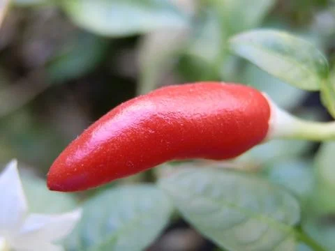 Red  chilli pepper Foto stock