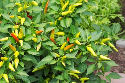 Red chilli pepper on plant - cherry chili Stock Photos
