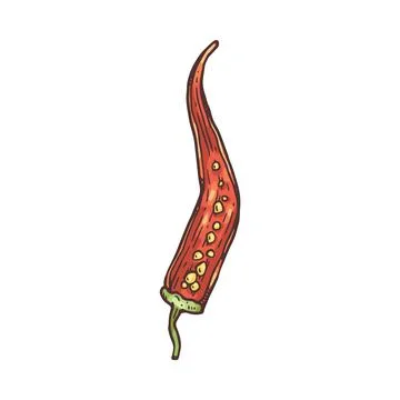 Red chilli pepper pod cut lengthwise hand drawn vector illustration isolated. Stock Illustration