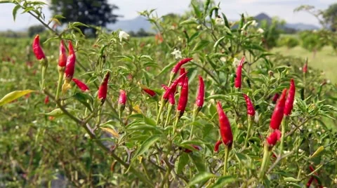 Red chilli pepper on tree Stock Footage 50993104