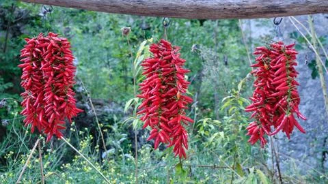 Red chilli peppers drying Foto stock