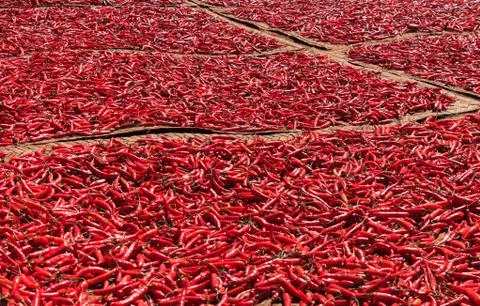 Red chilli peppers drying in the sun Stock Photos