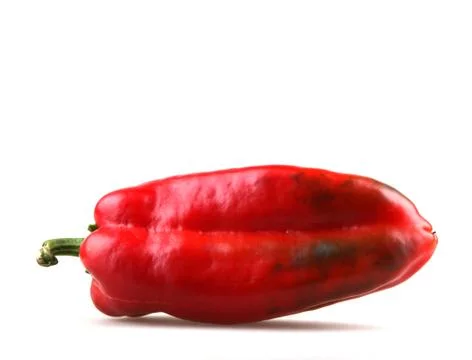 Red chilli peppers Stock Photos