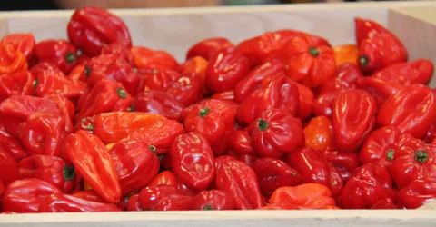 Red Chilli Peppers. Stock Photos