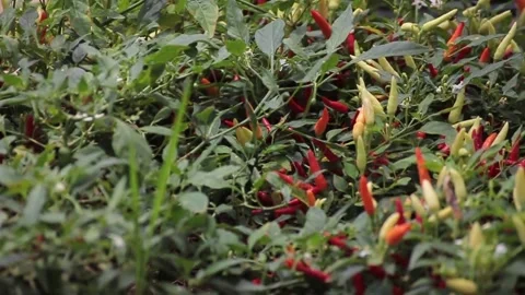 Red chilli peppers on the tree in the garden Stock Footage 214762878