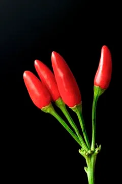 Red chilli Stock Photos