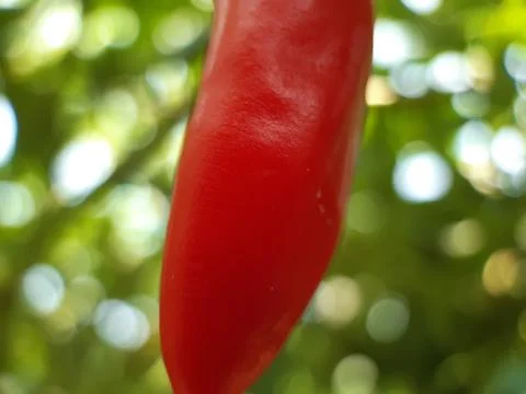 Red chilli. Stock Photos