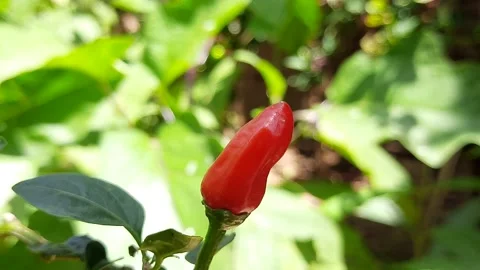 The red chilli in plant. Stock Footage 138914170
