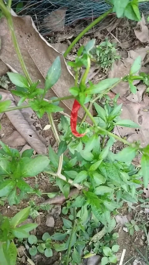 Red Chilli Plant In Garden Stock Footage 126419861