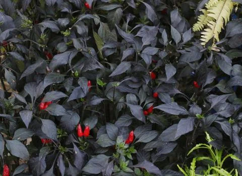 Red Chilli Plants in the field Stock Photos