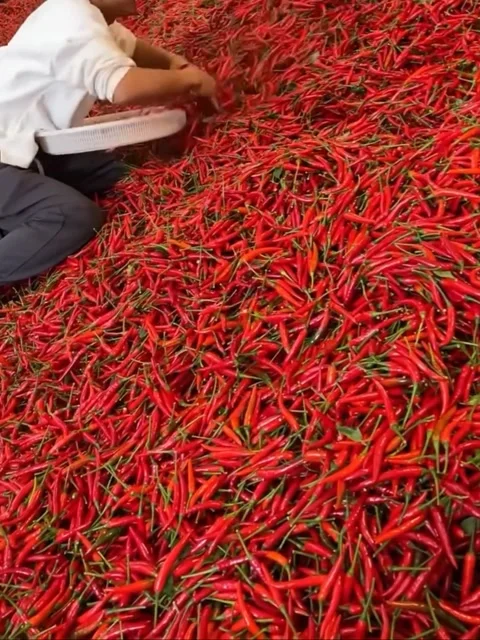 Red Chilli, Red Chilli Stock, A Man Collecting Red Chilli in a Warehouse. 動画素材 290457441