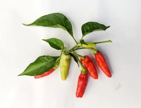 Red chilli on white background 스톡 사진