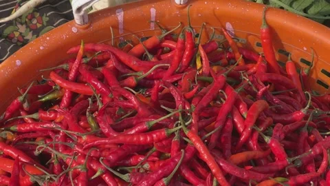 Red chillies on the container Video stock 304115561