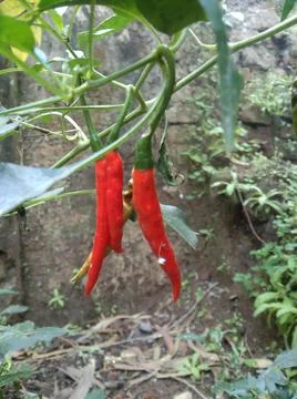 The Red chillies Stock Photos