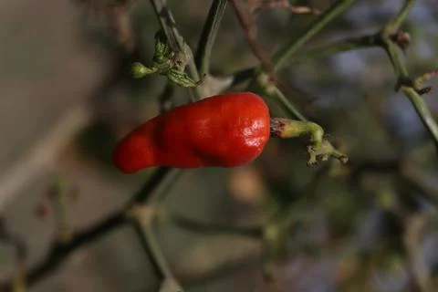 Red chilly Stock Photos